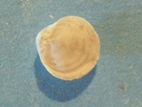 Brachiopod